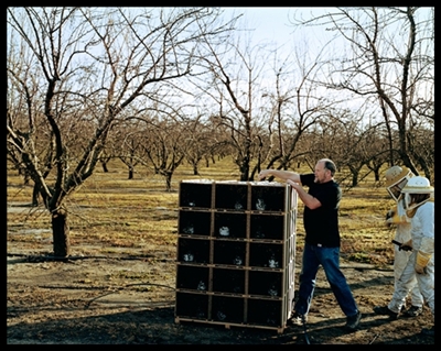 bee_california_kunath1