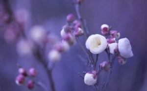 spring-tree-buds_tn2