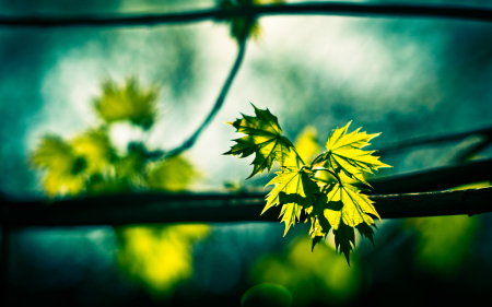 Maple-leaves-in-the-sunlight