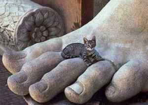 roman-cat-toes