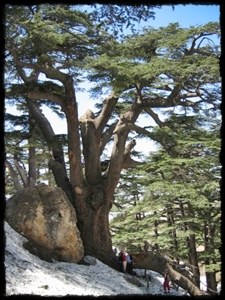 Cedar of Lebanon