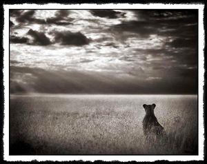 lioness-looking-out-over